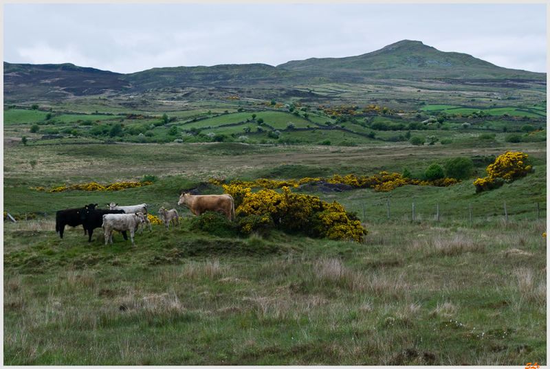 Ring of Connemara  800_IGP3667