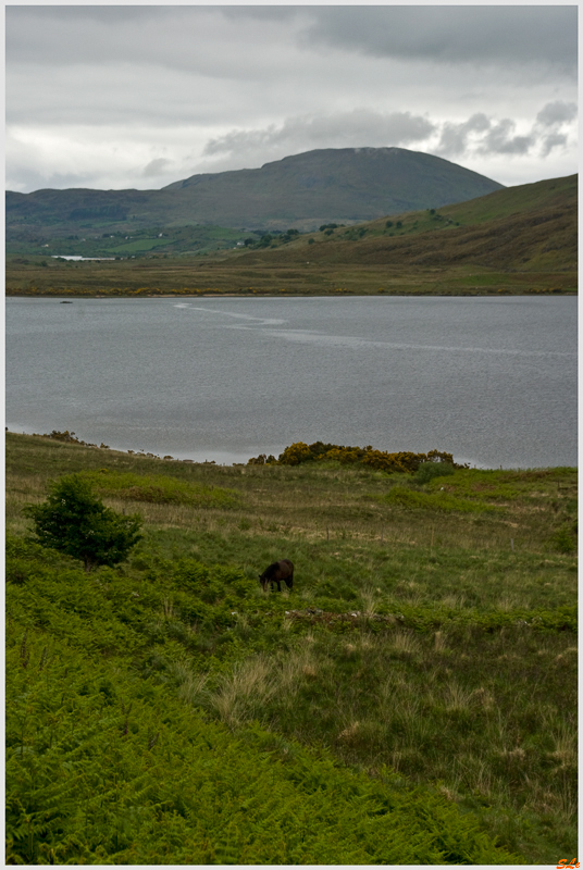 Ring of Connemara - Joyce Country  800_IGP3682