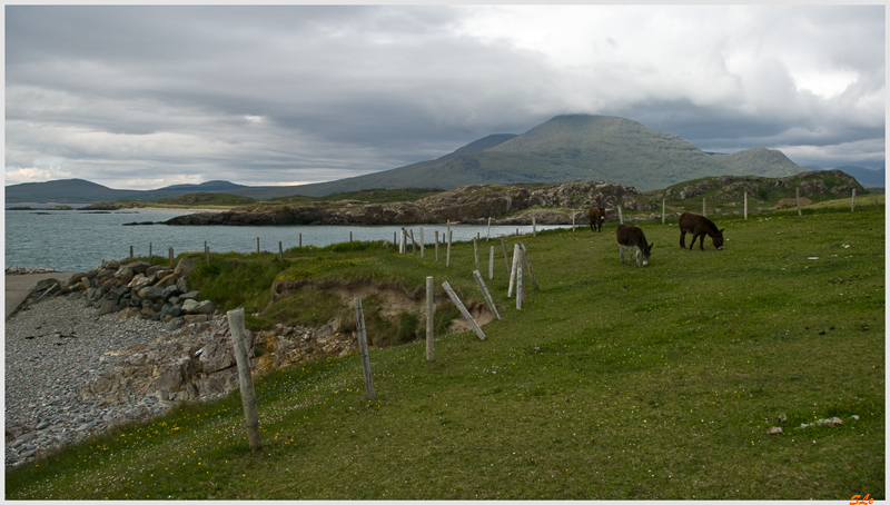 Ring of Connemara - Rinvyle  800_IGP3739