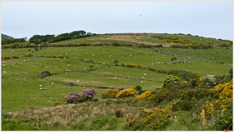 Ring of Connemara  800_IGP3827