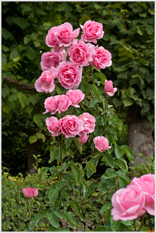 Jardin de Villandry - Le labyrinthe ( 800_IGP6223 )