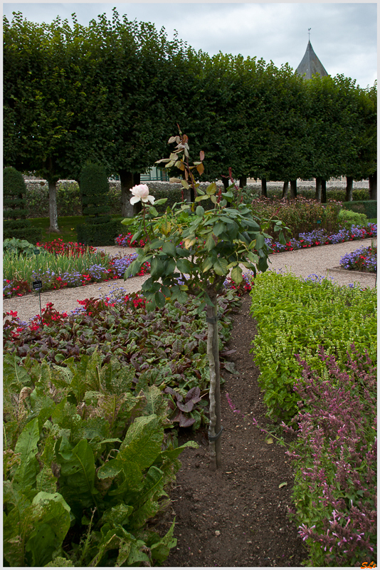 Jardin de Villandry - Le jardin des simples ( 800_IGP6228 )