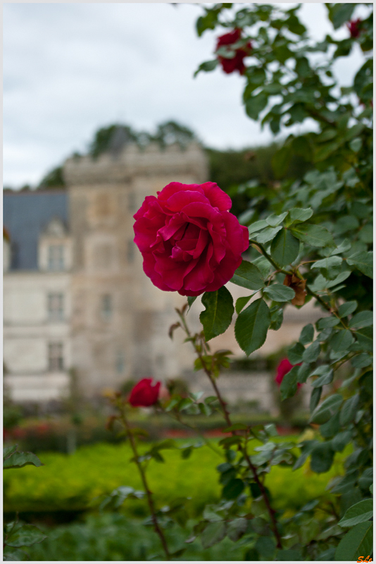 Jardin de Villandry ( 800_IGP6239 )