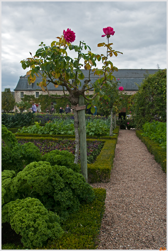 Jardin de Villandry - Le potager ( 800_IGP6242 )