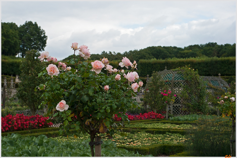 Jardin de Villandry - Le potager ( 800_IGP6244 )