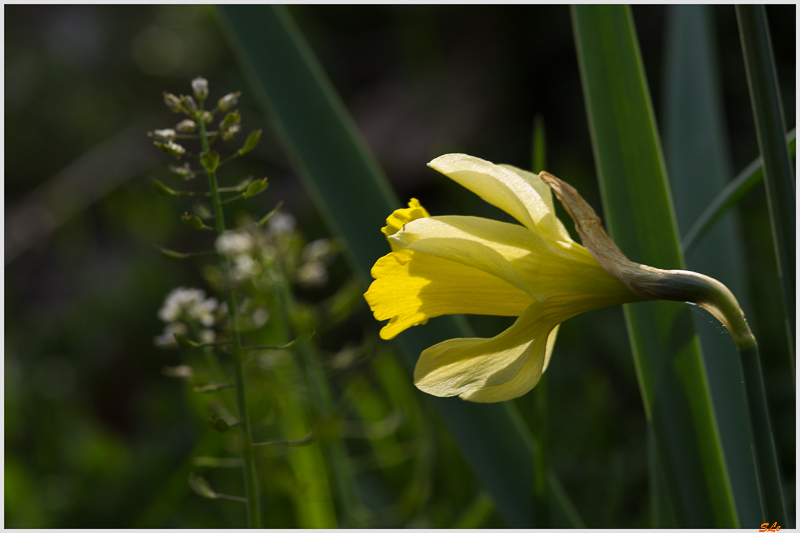 Jonquille - Rochesson ( 800_IMGP9197 )