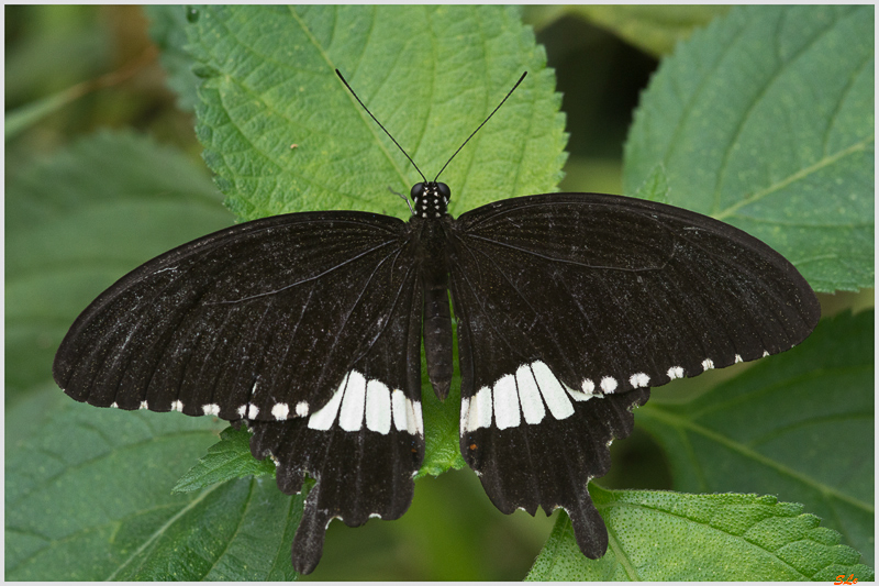 Papilio polytes ( IMGP9821 )