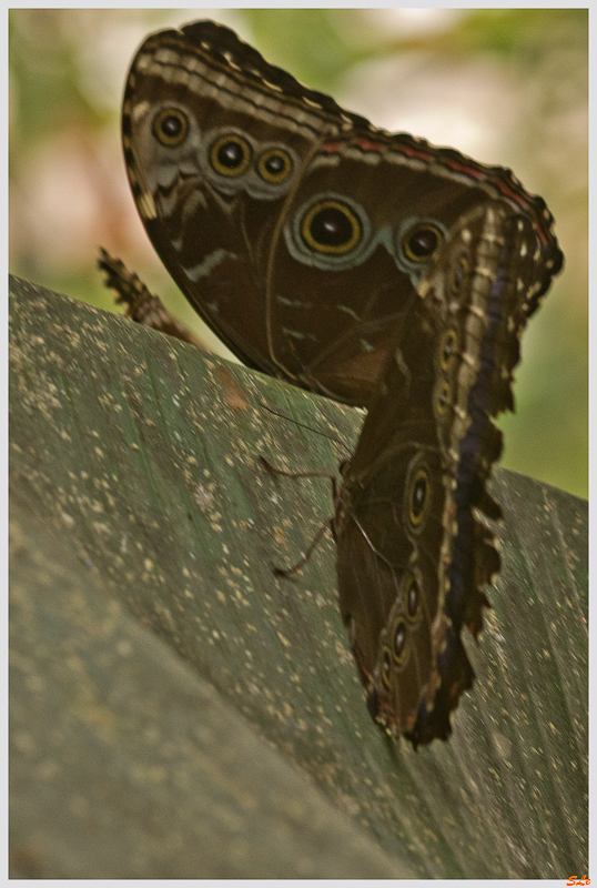 Morpho helenor ( IMGP9851 )