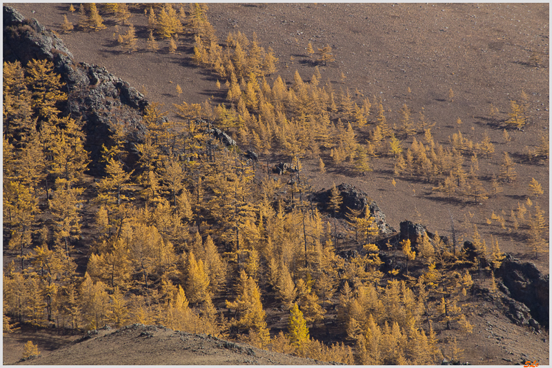 Parc national de Terkhin Tsaagan Nuur ( IMGP1824 )