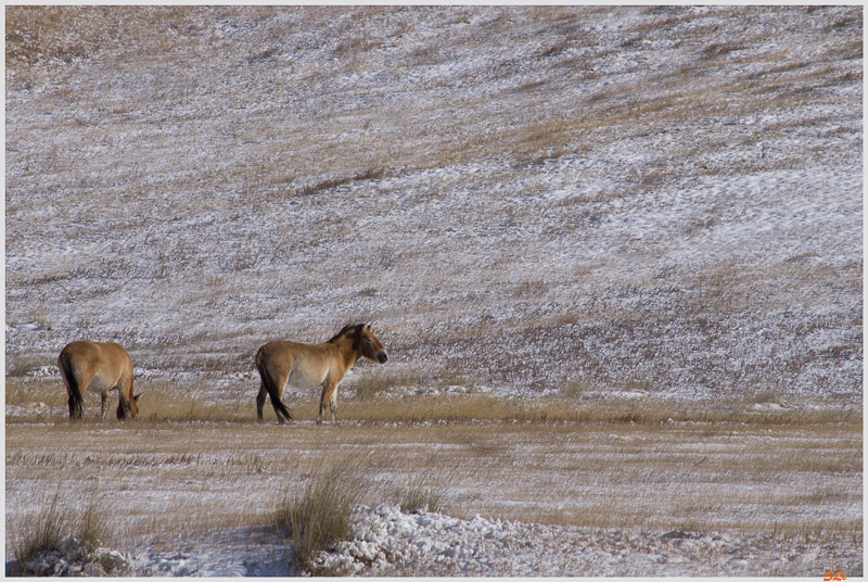 Parc National de Khustaïn - Chevaux de Przewalski ( IMGP2343 )