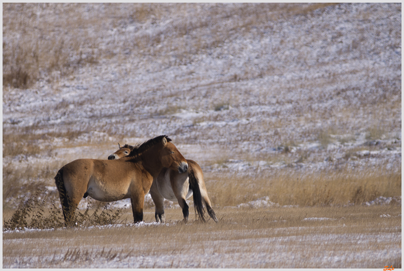 Parc National de Khustaïn - Chevaux de Przewalski ( IMGP2356 )