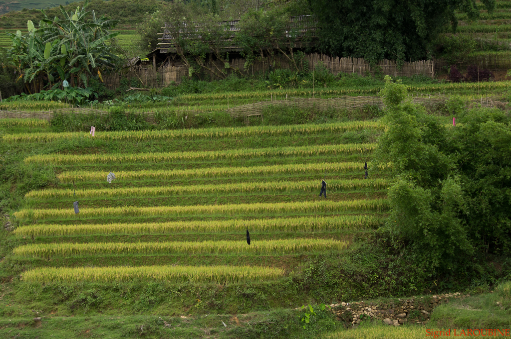 Sapa ( _IMG5894 )