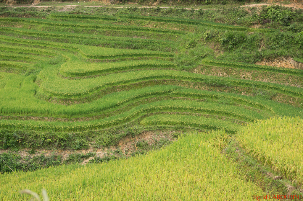 Sapa ( _IMG5921 )