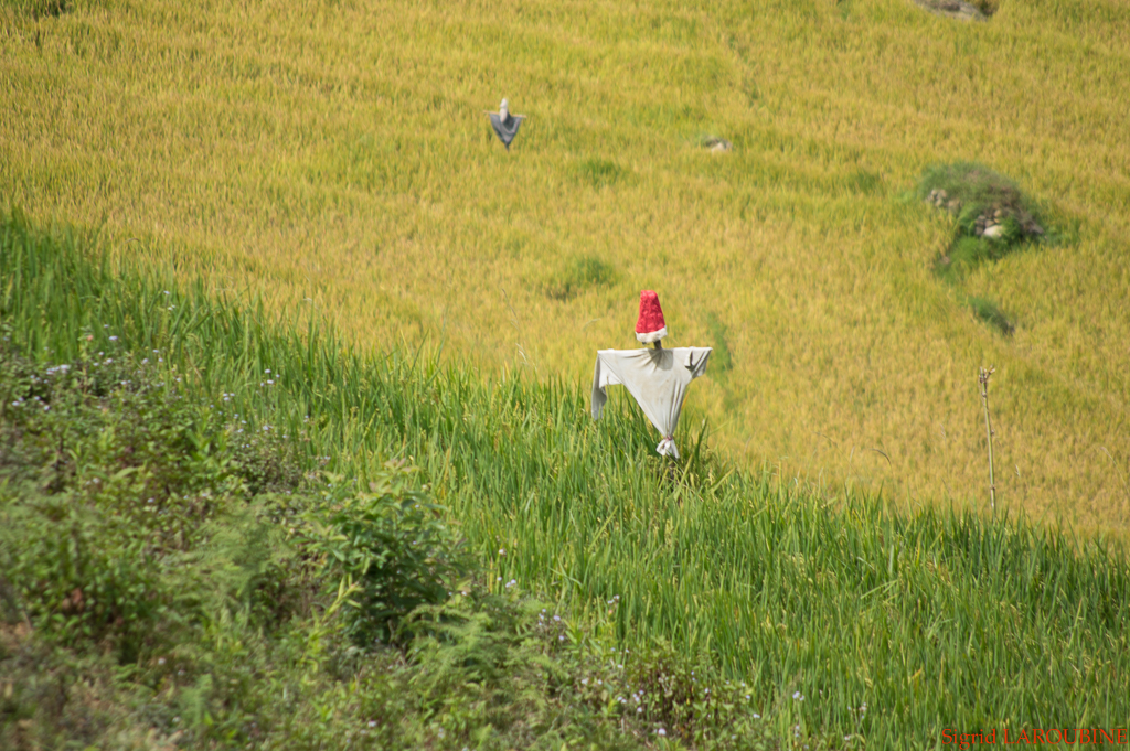 Sapa ( _IMG5929 )