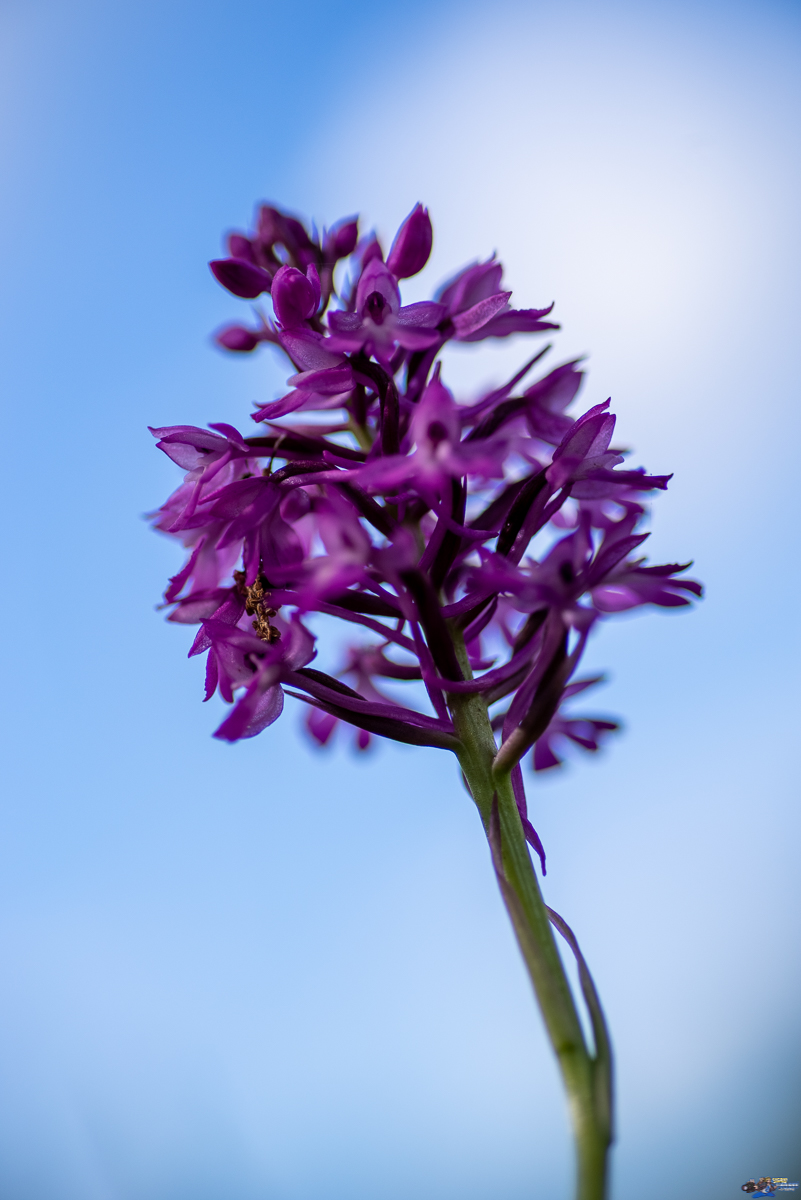  Orchis  _IMG7943