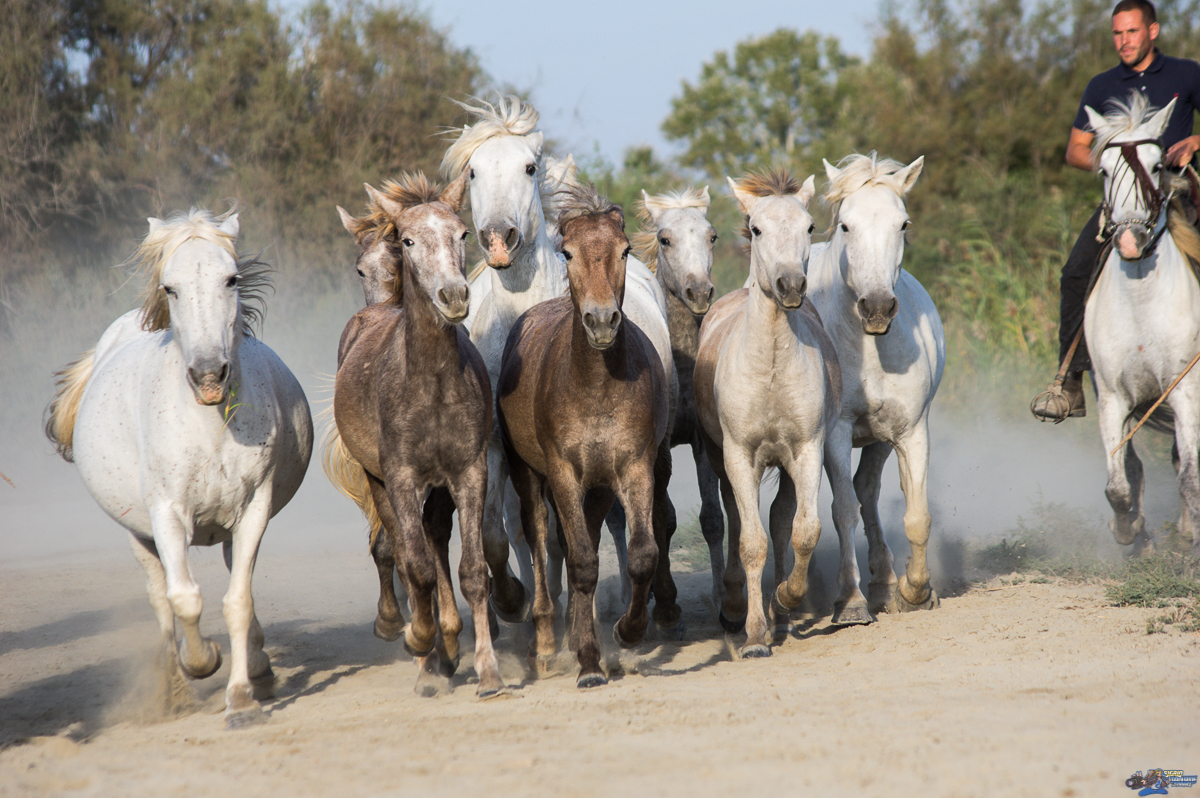 Stage Aguila Camargue